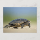 Recherche de amphibiens cartes postales Pour tous