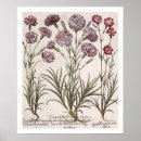 Suche nach flor poster Botanisch