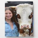 Recherche de vache plaques Concours de bétail