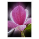 Suche nach magnolia poster Rosa