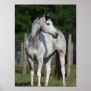 Suche nach quarter horse poster Bob sprache