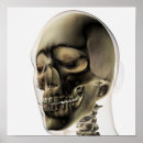 Suche nach weibliche anatomie poster Skelett