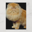 Suche nach katzen als menschen postkarten Kein mensch