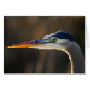 Suche nach herodias postkarten Weitvogel