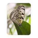 Recherche de cerf volant magnets Faune