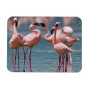 Recherche de adulte magnets Image en couleur