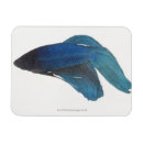 Recherche de siamois magnets Photographie