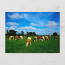 Suche nach irland landschaft poster Weide
