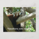 Recherche de red panda cartes postales Nature