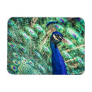 Recherche de paon magnets Plumes