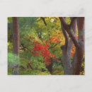 Recherche de kyoto cartes postales Automne