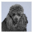 Suche nach zwergpudel poster Poodle