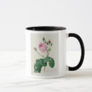 Suche nach rosa centifolia Botanisch