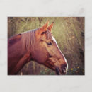 Suche nach braunes pferd postkarten Tiere