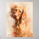 Suche nach vizsla poster Ungarischer zeiger