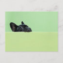 Recherche de taureau photographie Horizontal