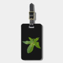 Suche nach grüner frosch gepäckanhänger Amphibisch