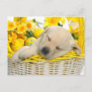 Recherche de paques cartes postales Chien