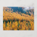 Suche nach lärche poster Wald