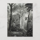 Recherche de brésil cartes postales Forêt tropicale