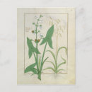 Recherche de testard cartes postales Herbe