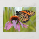 Recherche de monarque cartes postales Fleur