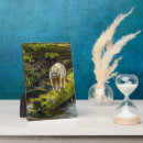Suche nach kanada fotoplatten Wald