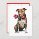 Recherche de chiot pitbull cartes postales Chien