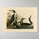 Recherche de rouge gorge posters Couleur