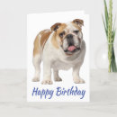 Suche nach britische bulldogge karten Britischer bulldog