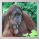 Suche nach orang utans poster Zoo