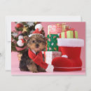 Recherche de yorkshire terrier chien cartes postales Beauté