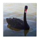 Recherche de cygne carreaux Noir