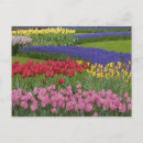 Recherche de muscari cartes postales Hollande