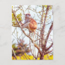 Recherche de singe sur la branche Arbre