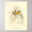 Recherche de finches posters Gould