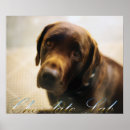 Recherche de chiot de laboratoire de chocolat posters Labrador