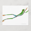 Suche nach roter mit augen baumfrosch poster Reptil