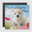 Recherche de bichon frise magnete Chien