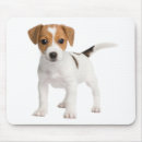 Recherche de jack russel tapis souris Chien