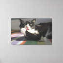 Suche nach tatzen leinwandbilder Hauskatze
