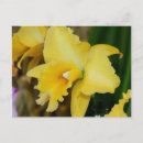 Suche nach exotische orchideen postkarten Gelb