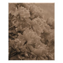 Recherche de multiplié posters Fleurs
