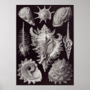 Recherche de aquatique art Haeckel