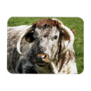 Recherche de bovin magnets Animaux