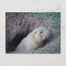 Recherche de gopher posters Nature