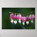 Recherche de de fleur de coeur art Plante