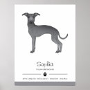 Suche nach italienischer windhund poster Iggy