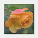 Suche nach orange rose magnete Natur