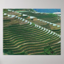 Suche nach reisterrassen poster Landschaft